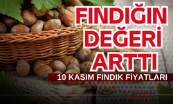 Fındık Fiyatlarında Son Durum! 10 Kasım 2024 Fındık Fiyatları