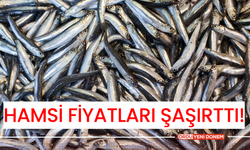 Hamsi Fiyatları Şaşırttı!