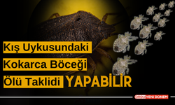 Kış Uykusundaki Kokarcalar Ölü Taklidi Yapabilir