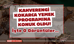 Kahverengi Kokarca Yemek Programına Konuk Oldu!