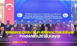 Kokarca Ordu’nun Altınını Yok Ediyor! Fındıkta %20'lik Kayıp