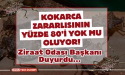 Kokarca Zararlısının Yüzde 80’i Yok Mu Oluyor!