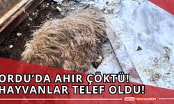 Ordu’da Ahır Çöktü! Hayvanlar Telef Oldu!