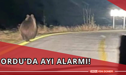 Ordu’da Ayı Alarmı!