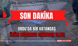 Ordu'da Bir Vatandaş Üzüm Budarken Canından Oldu!