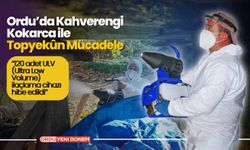 Ordu’da Kahverengi Kokarca ile Topyekûn Mücadele