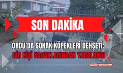 Ordu’da sokak köpekleri dehşeti: Bir kişi bacaklarından yaralandı