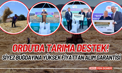 Ordu'da Tarıma Destek! Siyez Buğdayına Yüksek Fiyattan Alım Garantisi