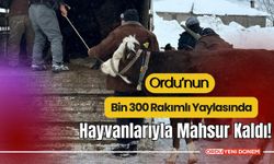 Ordu’nun Bin 300 Rakımlı Yaylasında Hayvanlarıyla Mahsur Kaldı!