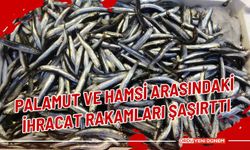 Palamut ve hamsi arasındaki ihracat rakamları şaşırttı