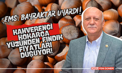 Kahverengi Kokarca Yüzünden Fındık Fiyatları Düşüyor!