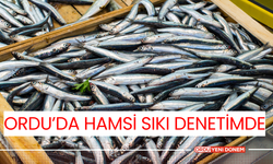 Ordu'da Hamsi Sıkı Denetimde!