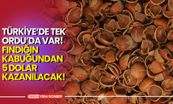 TÜRKİYE’DE TEK ORDU’DA VAR! FINDIĞIN KABUĞUNDAN 5 DOLAR KAZANILACAK!