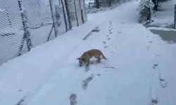 Zonguldak’ın yüksek kesimlerinde kar yağışı