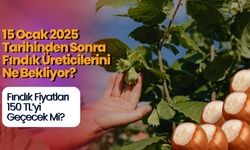 15 Ocak 2025 Tarihinden Sonra Fındık Üreticilerini Ne Bekliyor? Fındık Fiyatları 150 TL’yi Geçecek Mi?