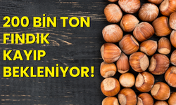 200 Bin Ton Fındık Kayıp Bekleniyor!