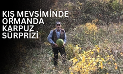 Fatsa’da Kış Mevsiminde Ormanda Karpuz Sürprizi