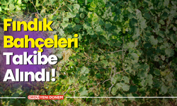 Fındık Bahçeleri Takibe Alındı! Üreticiler Bu Duruma Ne Diyecek?