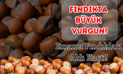 Fındıkta Büyük Vurgun! Emanet Fındıkları Aldı Kaçtı!