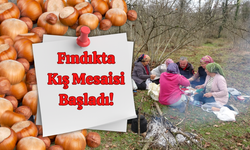 Fındıkta Kış Mesaisi Başladı!