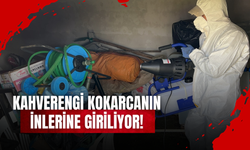 Kahverengi Kokarcanın İnlerine Giriliyor!