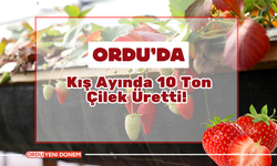 Ordu’da Kış Ayında 10 Ton Çilek Üretti!