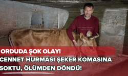 Ordu'da Şok Olay! Cennet Hurması Şeker Komasına Soktu, Ölümden Döndü!