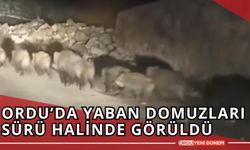 Ordu’da Yaban Domuzları Sürü Halinde Görüldü