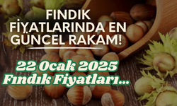 Fındık Fiyatlarında En Güncel Rakam! 22 Ocak 2025 Fındık Fiyatları…