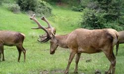 Çorum’daki yaban hayatı fotokapana yansıdı