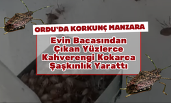 Evin Bacasından Çıkan Yüzlerce Kahverengi Kokarca Şaşkınlık Yarattı