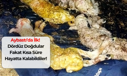 Aybastı’da İlk! Dördüz Doğdular Fakat Kısa Süre Hayatta Kalabildiler!