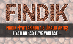 Fındık Fiyatlarında 1.5 Liralık Artış! Fiyatlar 140 TL’ye Yaklaştı…