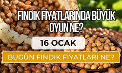 Fındıkta Son Durum! Serbest Piyasada 16 Ocak Fındık Fiyatları…