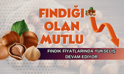 Fındık Fiyatlarında Yükseliş Devam Ediyor