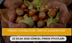 Fındık Yükseliyor, Üretici Kazanıyor! 23 Ocak 2025 Güncel Fındık Fiyatları