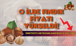 O İlde Fındık Fiyatı Yükseldi!