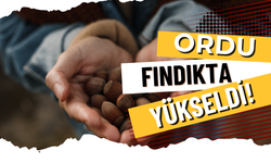 Ordu Fındıkta Yükseldi!