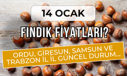 14 Ocak Fındık Fiyatları? Ordu, Giresun, Samsun ve Trabzon İl İl Güncel Durum…