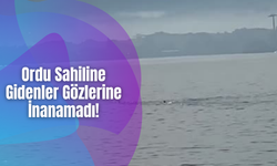 Ordu Sahiline Gidenler Gözlerine İnanamadı!