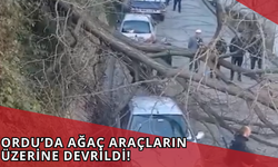 Ordu’da Ağaç Araçların Üzerine Devrildi!