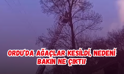 Ordu’da Ağaçlar Kesildi, Nedeni Bakın Ne Çıktı!