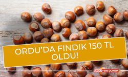 Gassallara Özel Fındık Fiyatı: Ordu’da 150 TL Müjdesi