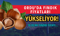 Ordu’da Fındık Fiyatları Yükseliyor! 18 Ocak Fındık Fiyatı…