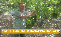 Ordulular Fındık Hasadına Başladı! Fiyatı 335 TL!