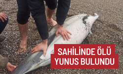 Sahilinde Ölü Yunus Bulundu