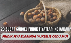 23 Şubat Güncel Fındık Fiyatları Ne Kadar? Fındık Fiyatlarında Yükseliş Oldu Mu?