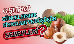 6 Şubat Güncel Fındık Fiyatları ve Düşüşün Sebepleri