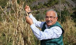 Akkuş şeker fasulyesi, Türkiye sofralarına ulaşıyor