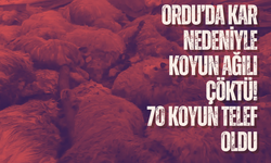 Ordu’da Kar Nedeniyle Koyun Ağılı Çöktü: 70 Koyun Telef Oldu